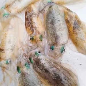 Mực lá tươi sống