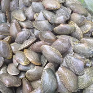 Ngao hoa tươi sống