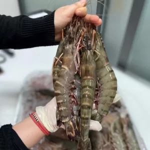 Tôm sú tươi sống