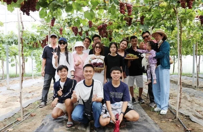Khánh Hòa: Trải nghiệm mô hình du lịch sinh thái vườn nho công nghệ cao như ở châu Âu