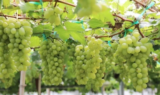 Khánh Hòa: Trải nghiệm mô hình du lịch sinh thái vườn nho công nghệ cao như ở châu Âu