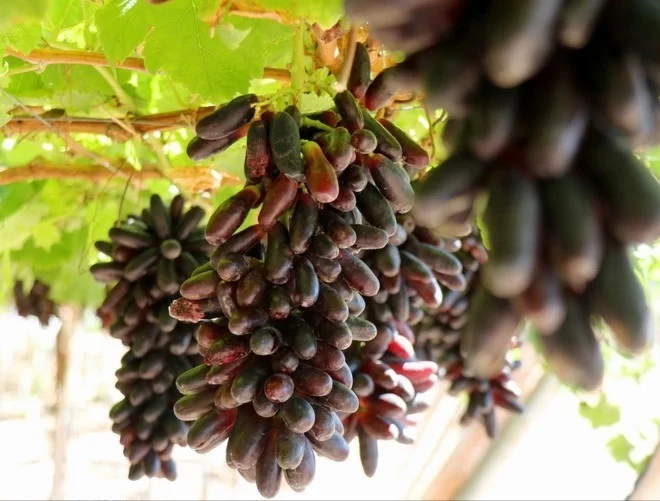 Khánh Hòa: Trải nghiệm mô hình du lịch sinh thái vườn nho công nghệ cao như ở châu Âu