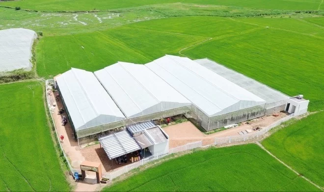 Khánh Hòa: Trải nghiệm mô hình du lịch sinh thái vườn nho công nghệ cao như ở châu Âu
