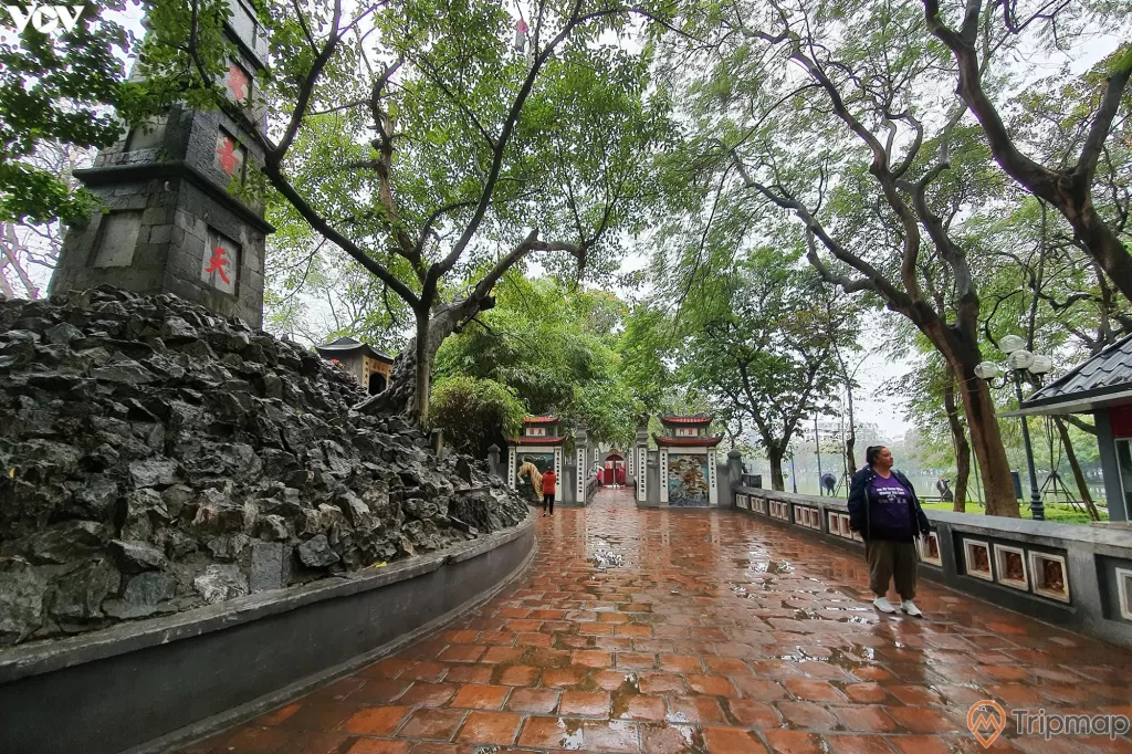 một người đang đi trên đường, hai bên đường hai hàng cây