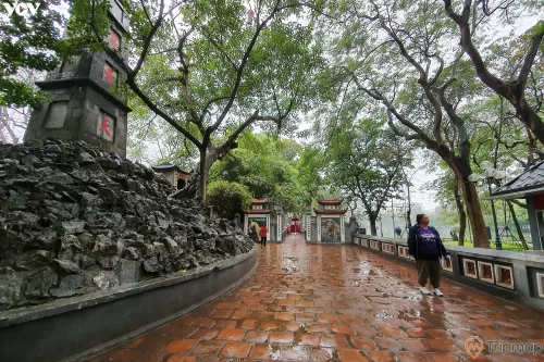 một người đang đi trên đường, hai bên đường hai hàng cây