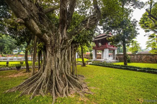cây cổ thụ